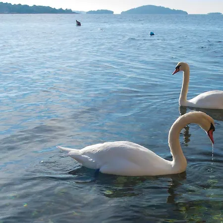 Vukicevic Brodarica Apartamento