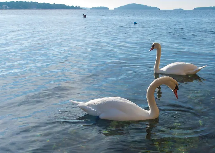 Vukicevic Brodarica Apartman